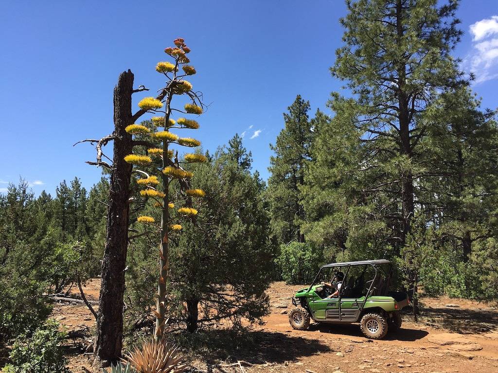 Friedliche Hütte im Munds Canyon; Genieße den offenen Wald von den Decks aus in Munds Park, Oak Creek Canyon