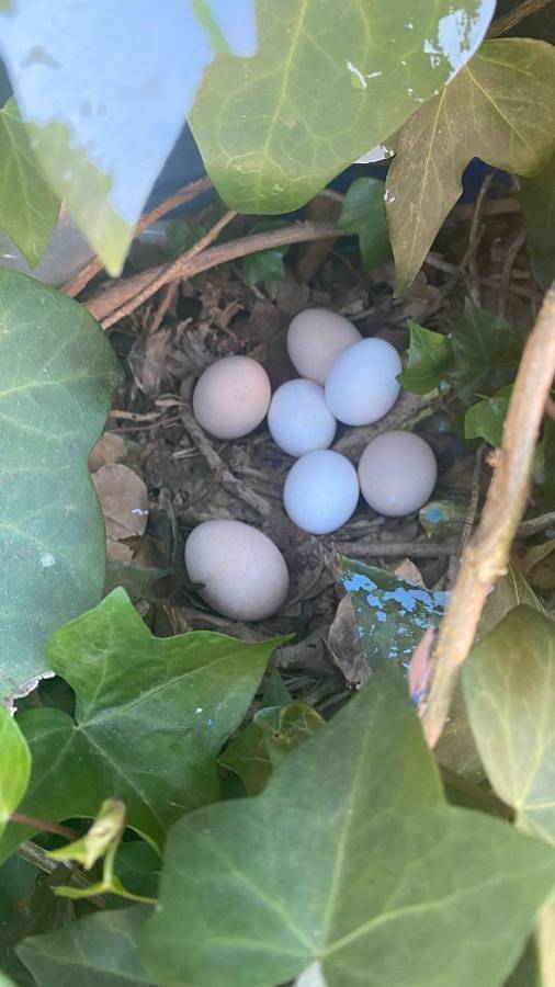 Tente pour 3 personnes, avec jardin ainsi que vue et terrasse, adapté aux familles au Maroc - 4