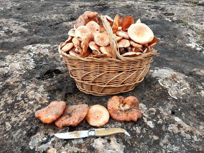Casa rural para 8 personas, con terraza además de vistas y jardín, Se admiten mascotas en Serranía de Guadalajara - 3