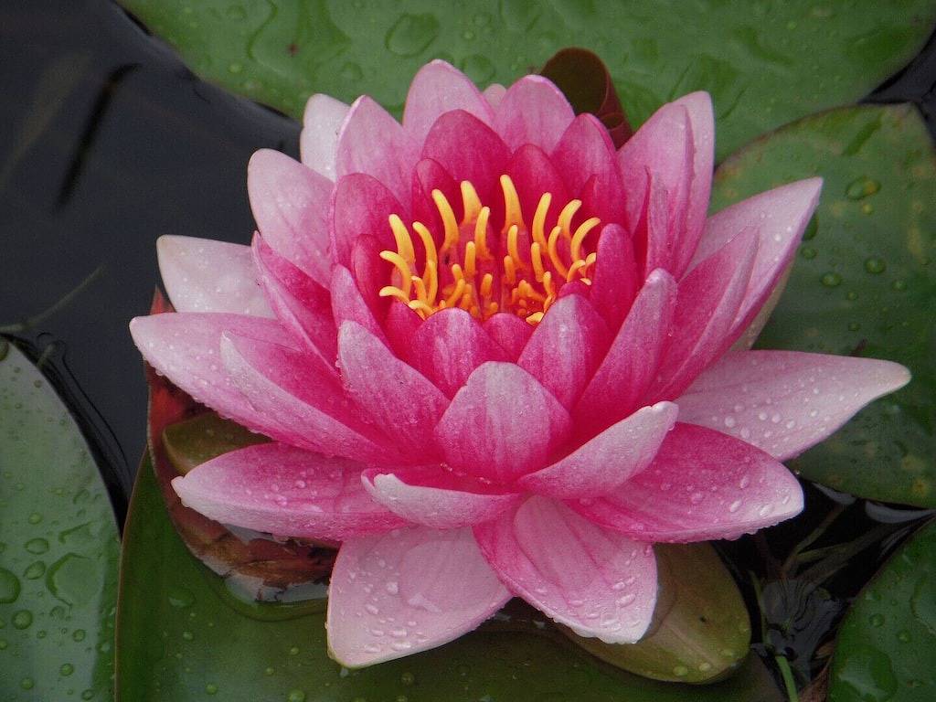 Chalet Sean, peaceful retreat on beautiful mountain brook and walk to river.. in Quebec