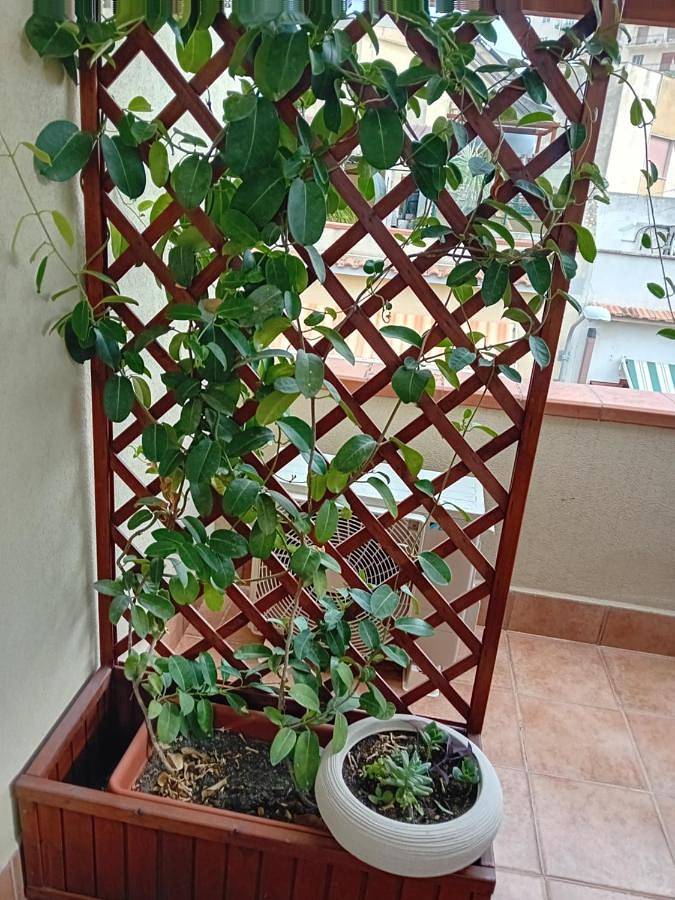 Chambre d’hôte pour 6 personnes, avec terrasse et vue, animaux acceptés à Noto - 4