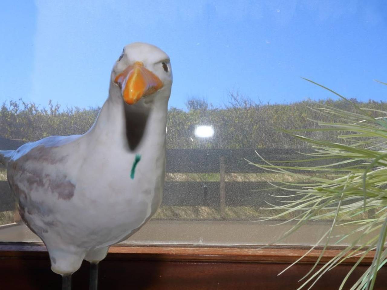 Ganze Wohnung, Haus Alice - Klotz 32/13 - Haus Alice - Klotz 32/13 in Westerland, Sylt (Gemeinde)