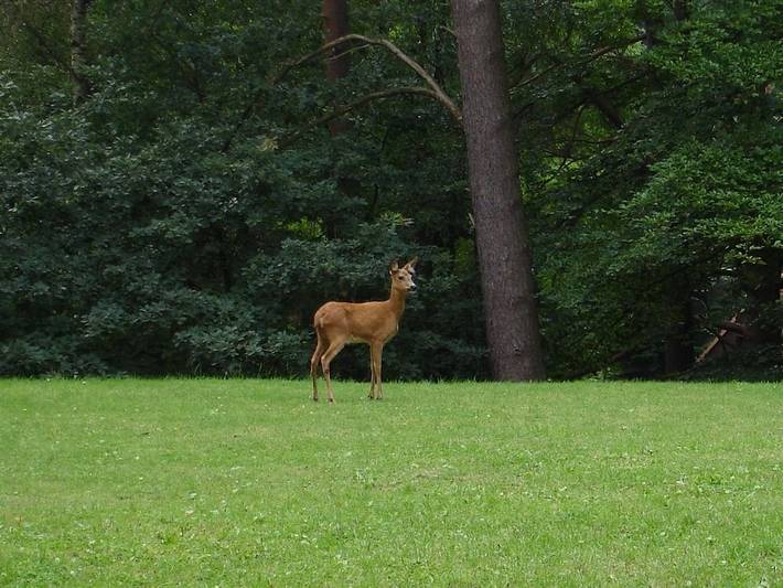 Wald-Ferienwohnung Hamburg 1 in Rosengarten, Landkreis Harburg