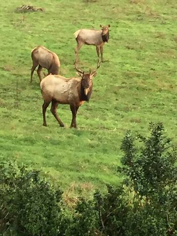 Cottage for 4 People in Oregon, USA, Photo 3