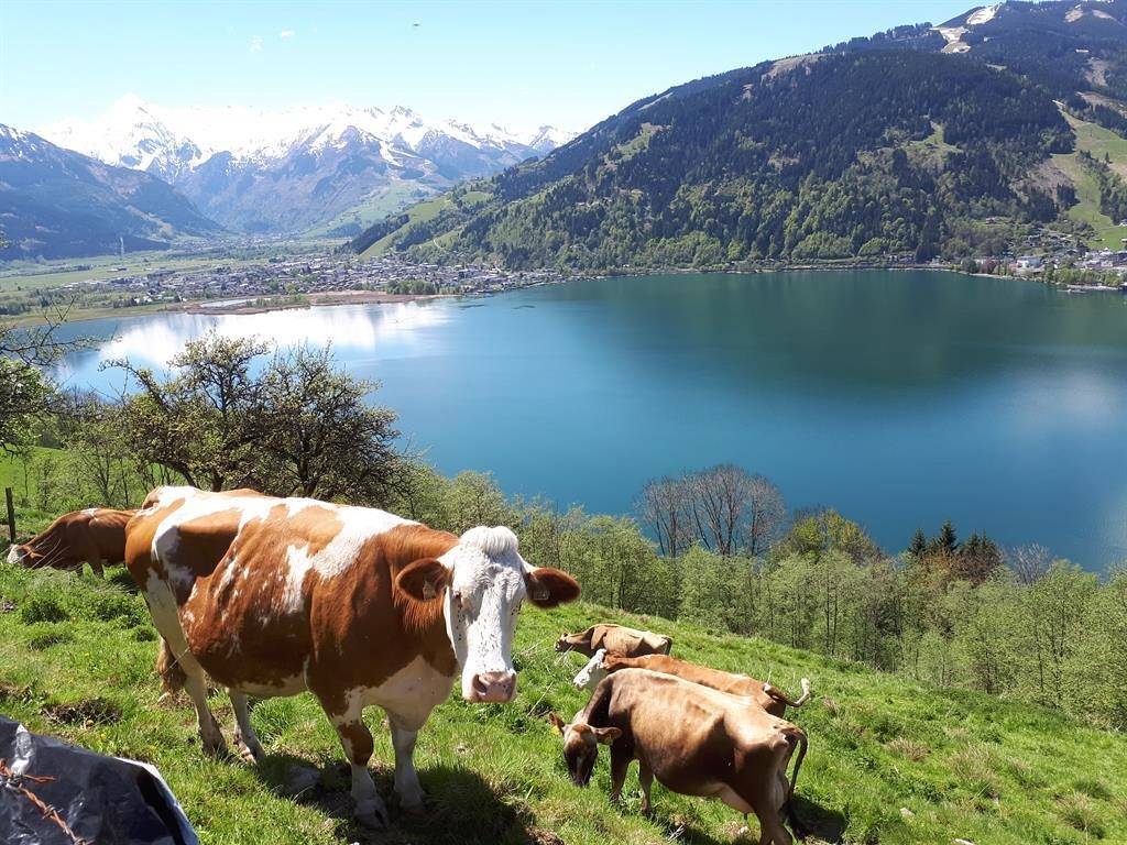 Appartement de vacances entier, Kronawendthof in Zell am See, Pinzgau