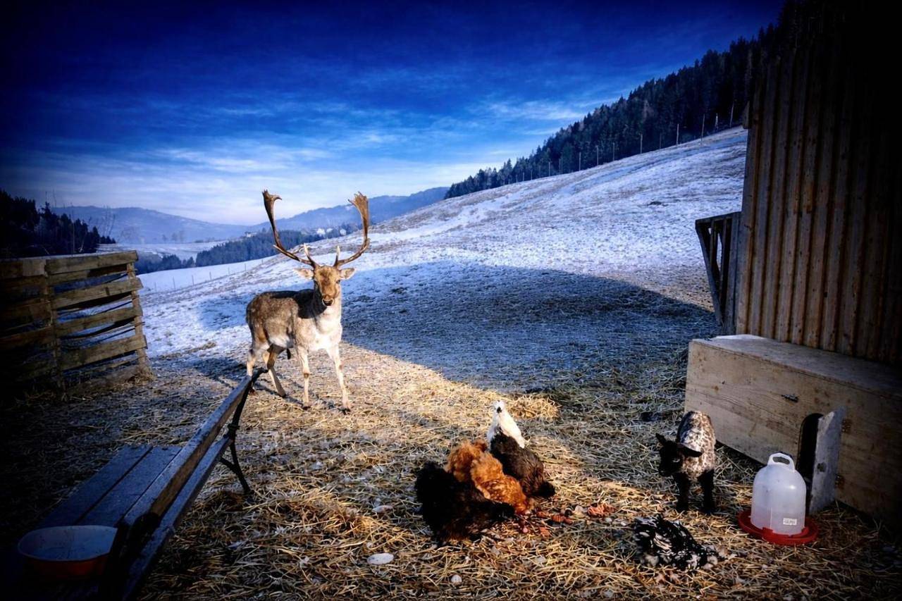 Ganze Wohnung, Ferienhütte Simon Gregor in Sankt Andrä, Lavanttaler Alpen
