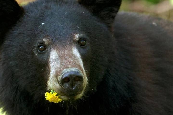 Glamping for 4 people, with balcony/terrace and hot tub as well as pool in Alberta