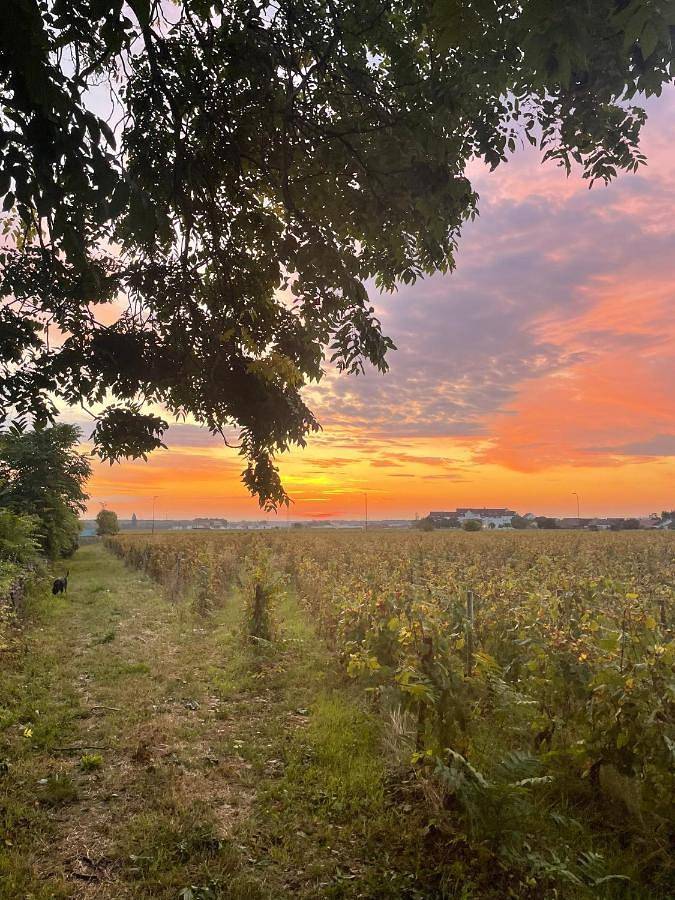 Hôtel pour 2 personnes, avec terrasse et jardin à Gevrey-Chambertin - 4