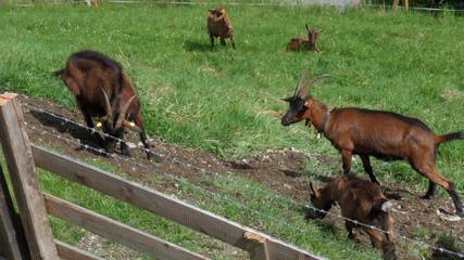 Chalet voor 6 Personen in Zell am See (Stad), Zell am See, Afbeelding 4