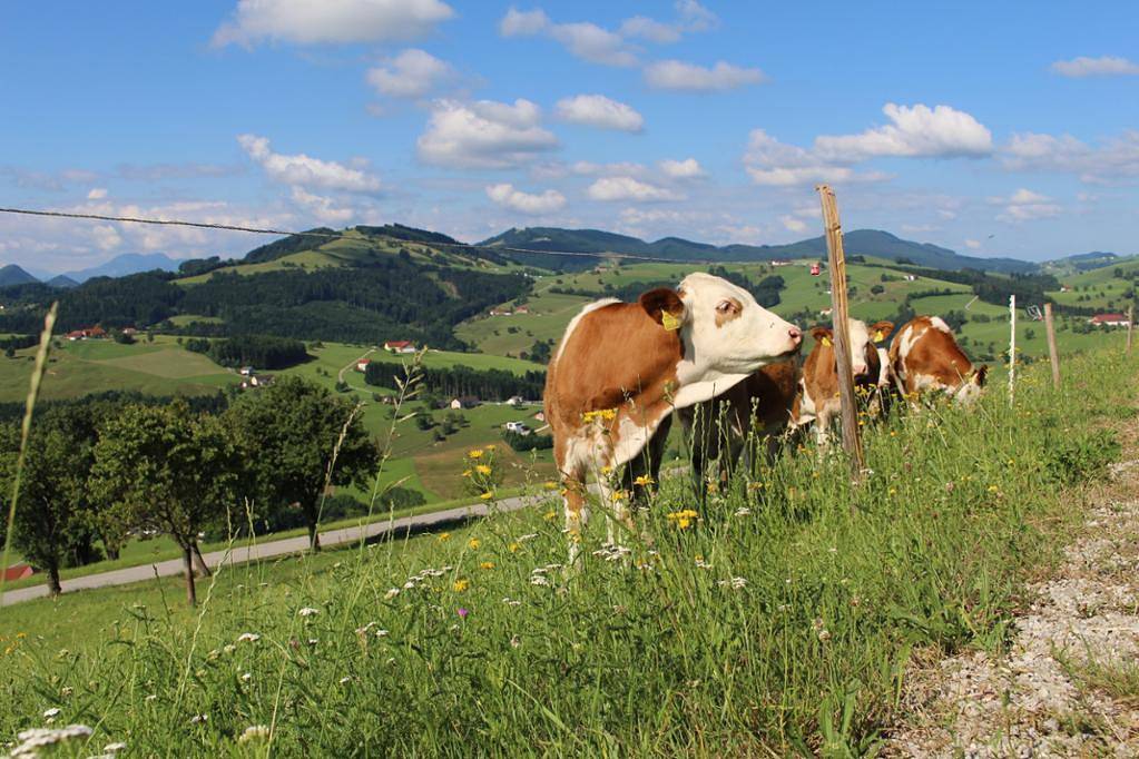 Apartamento entero, Haaghof Ertl - Giggerl Zimmer in Ertl, Mostviertel Region