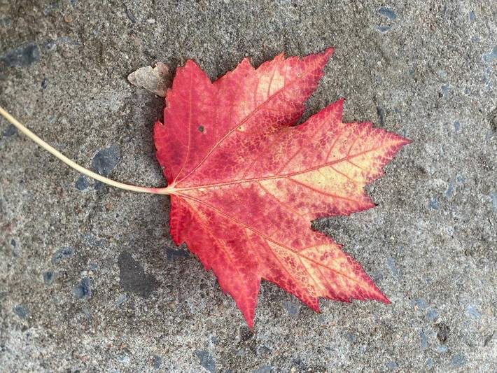 Chambre d’hôte pour 2 personnes, avec terrasse dans Québec - 2