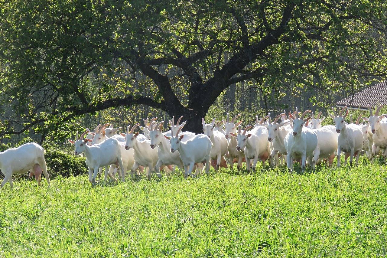 Gîte des Pampilles in Les Haies, Parc Naturel Régional du Pilat