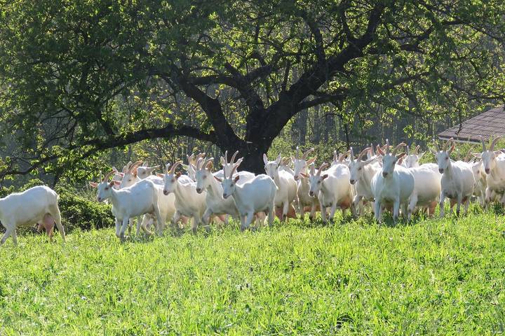 Location de vacances pour 12 personnes dans Rhône - 3