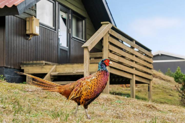 Ferienhaus für 4 Personen, mit Terrasse auf Fanø - 2