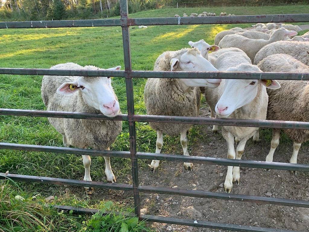 Large luxury cottage with hot tub sauna high speed Internet near Mont-Tremblant in Labelle, Québec