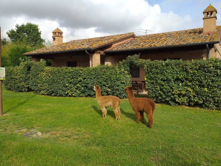 Agriturismo per 8 persone, con Idromassaggio e Terrazza nonché Giardino e Piscina per bambini a Castiglione del Lago