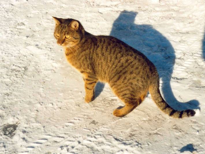 Bauernhof für 2 Personen, mit Balkon und Ausblick in Tannheimer Tal - 3