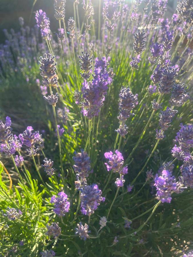 Location de vacances pour 3 personnes, avec vue ainsi que terrasse et jardin, animaux acceptés dans Tourouvre-au-Perche - 2