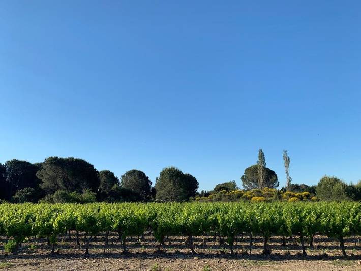 Location de vacances pour 11 personnes, avec piscine et jardin à Domazan - 4