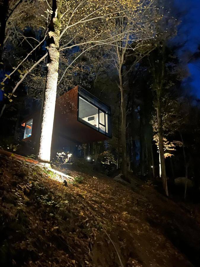 Séneçon des bois 08 in La Roche-en-Ardenne, Province de Luxembourg