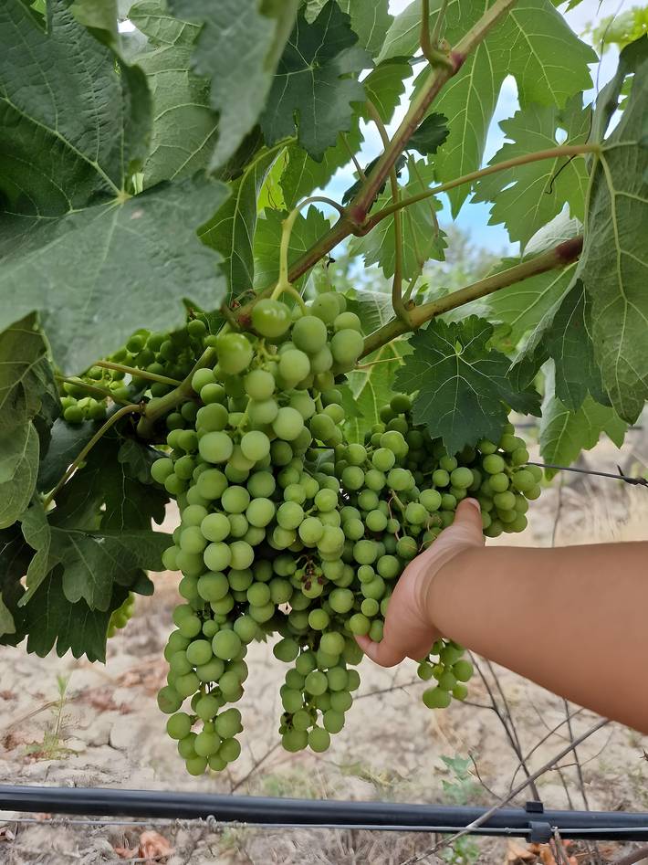 Finca für Gruppen für 7 Personen, mit Garten und Kinderpool in Portugal - 3