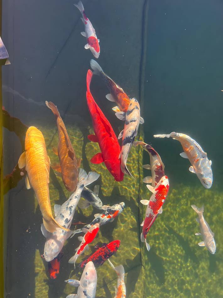 Ferienhaus für 5 Personen, mit Garten, mit Haustier in Franche-Comté - 3