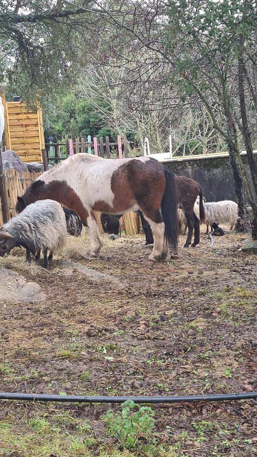Gîte atypique Le Pod au coeur du maquis in Carbuccia, Parc naturel régional de Corse
