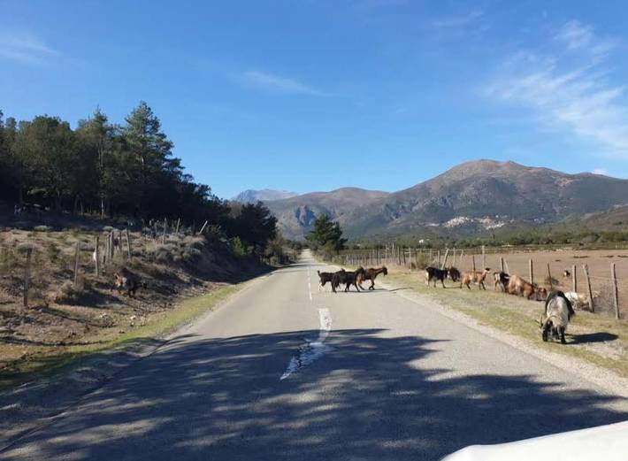 Location de vacances pour 5 personnes, avec vue ainsi que jardin et piscine à Moltifao - 3