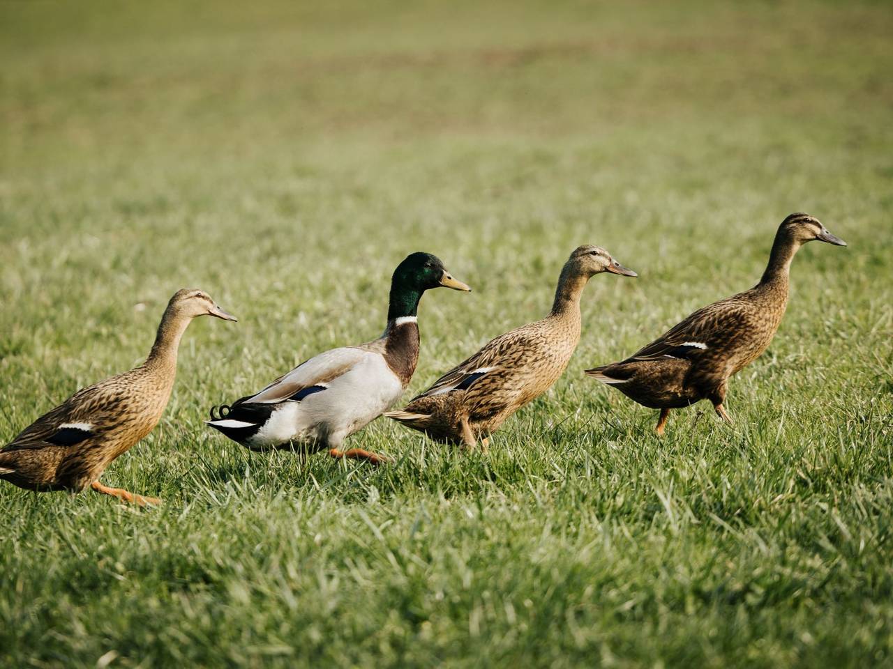 Apartamento entero, Hof Obertalgut in Lago de Thun