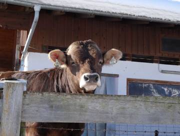 Ferienhaus für 2 Personen in Fieberbrunn, Kitzbüheler Alpen, Bild 4