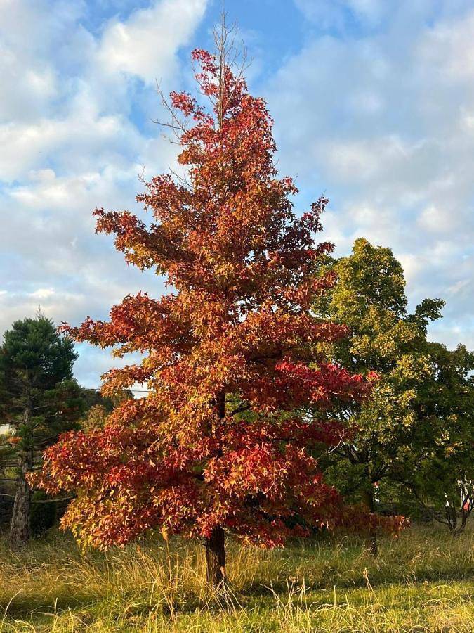 Location de vacances pour 15 personnes, avec vue ainsi que piscine et terrasse, animaux acceptés à Lussas - 3