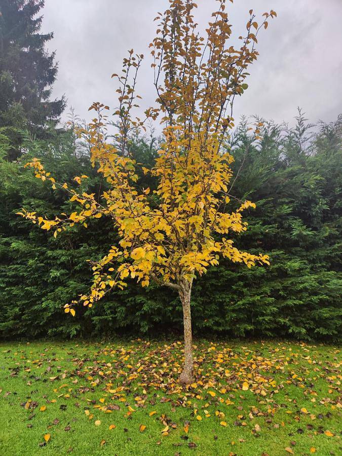 Gîte pour 4 personnes, avec vue et jardin, animaux acceptés à Erro - 4