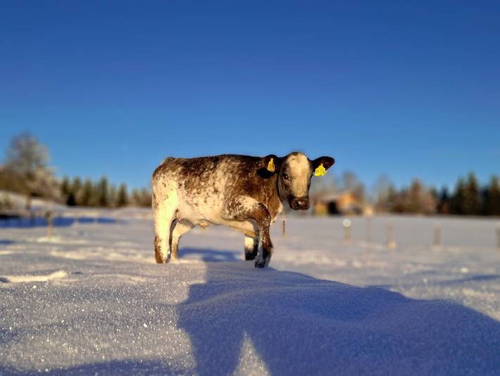 Bauernhof für 2 Personen, mit Pool und Sauna sowie Garten, kinderfreundlich im Allgäu - 3