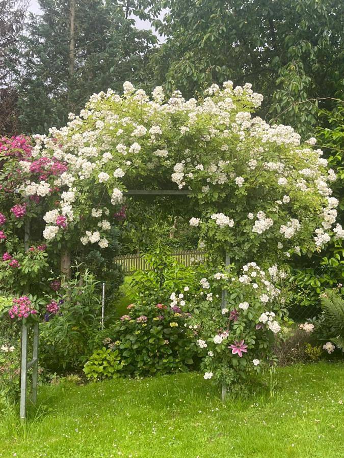 Ferienwohnung für 4 Personen, mit Terrasse und Garten in Minden - 4