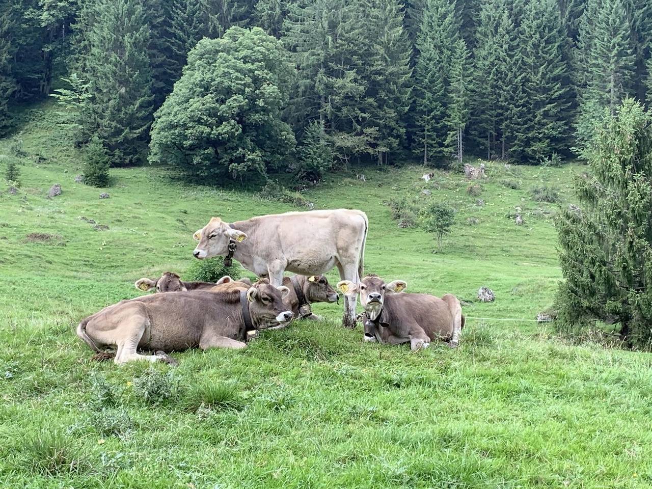 Ganze Ferienwohnung, Alpchalet Allgäu in Grünten, Rettenberg