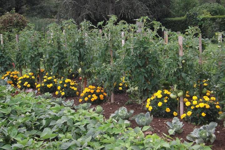 Chambre d’hôte pour 3 personnes, avec jardin dans le Lot - 3