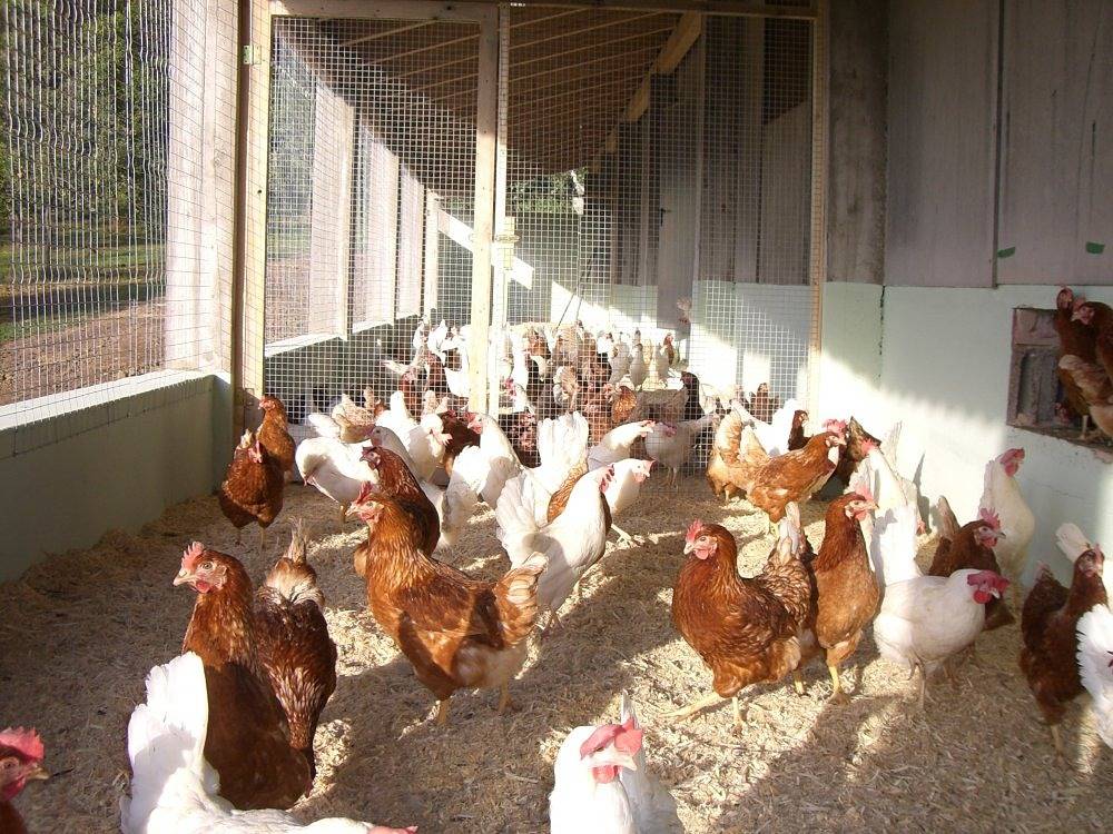 Ferienhof Pfeiffer - Fuchsbau in Buchen, Neckar-Odenwald-Kreis