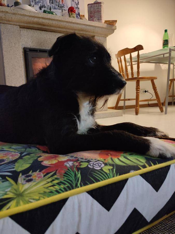 Gîte pour 2 personnes à Castelo Branco - 2