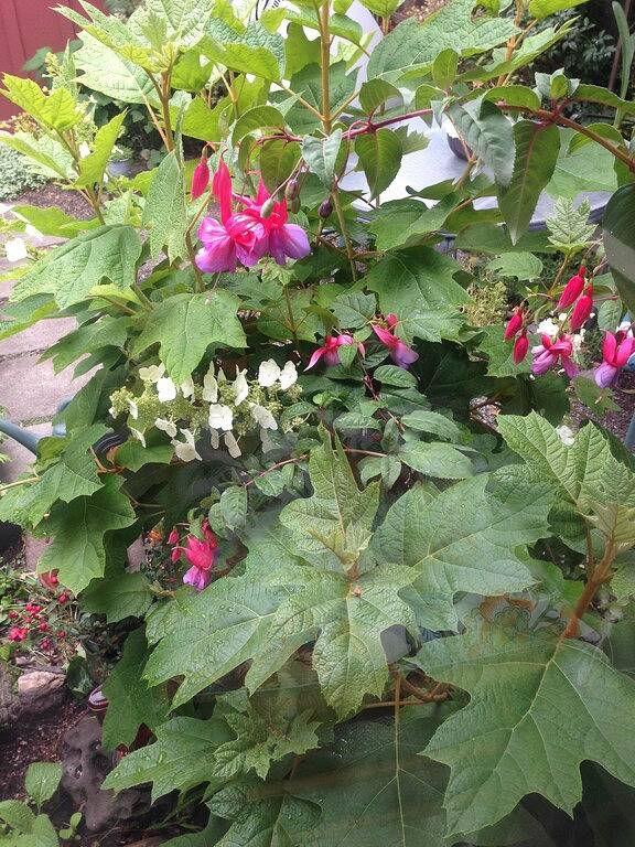 Weinlese-tropisches Häuschen nahe Stränden in Capitola, Santa Cruz County