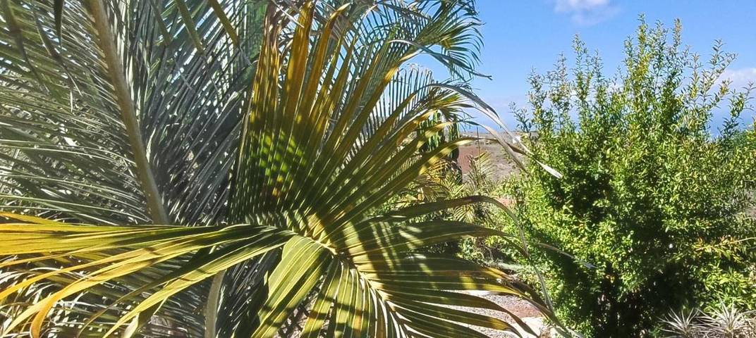 Casa rural para 10 personas, con piscina además de vistas y jardín, Familias con niños en Santa María de Guía de Gran Canaria - 2