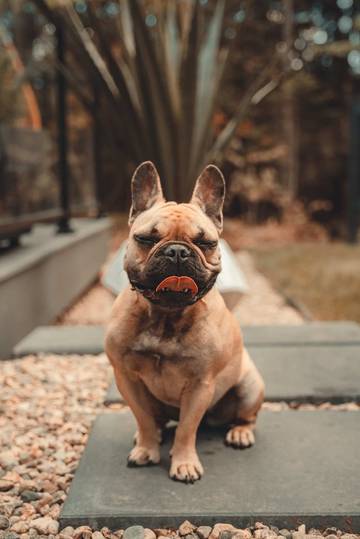 Villa pour 10 Personnes dans Morin Heights, Québec, Photo 3