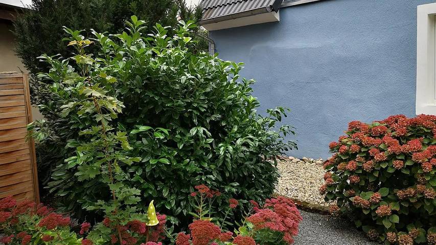 Ferienhaus für 3 Personen, mit Garten in Zeltingen-Rachtig - 3