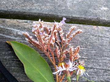 Ferieudlejning til 6 Personer i Als Odde, Helberskov, Billede 3