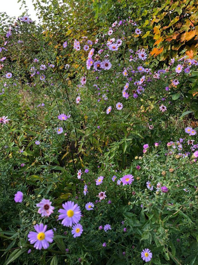 Villa für 8 Personen, mit Garten, kinderfreundlich in Schweden - 3