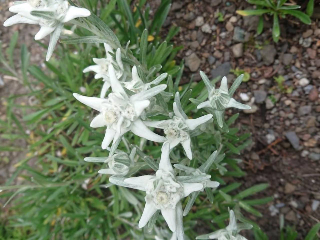 Ganze Wohnung, Alpen-Paradies Edelweiss Urnäsch in Urnäsch, Zürich Voralpen