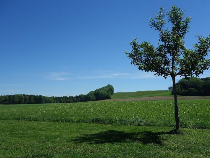 Ganze Ferienwohnung, Ferienwohnung Katzheim - Ferienwohnung Gänseblümchen in Schlier, Region Bodensee-Oberschwaben