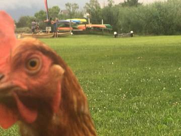 Cottage for 12 Guests in Southern Maryland, Maryland, Picture 4