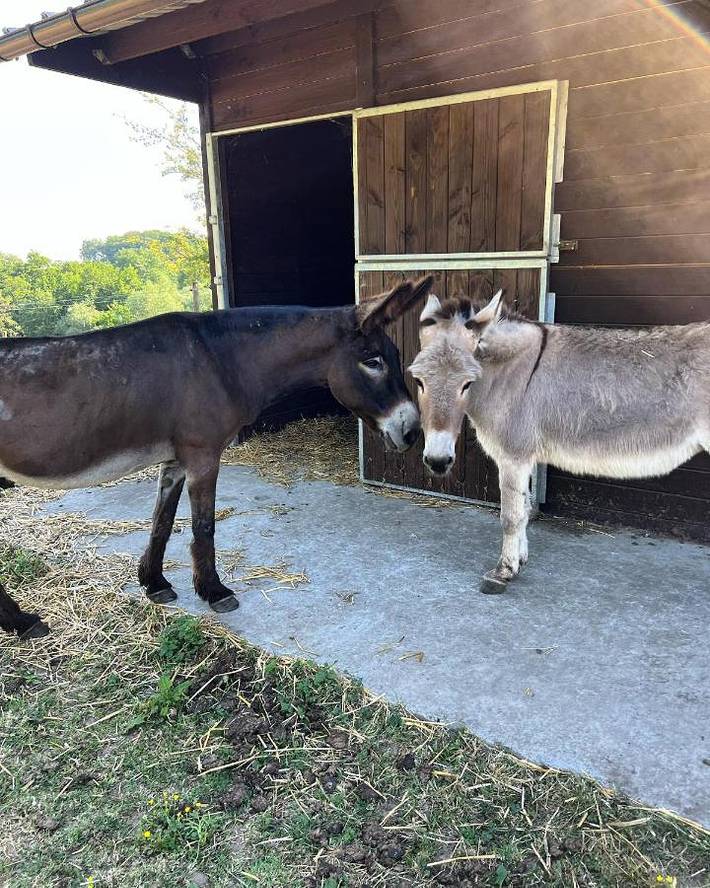 Location de vacances pour 2 personnes, avec terrasse et jardin, animaux acceptés à Genappe - 3