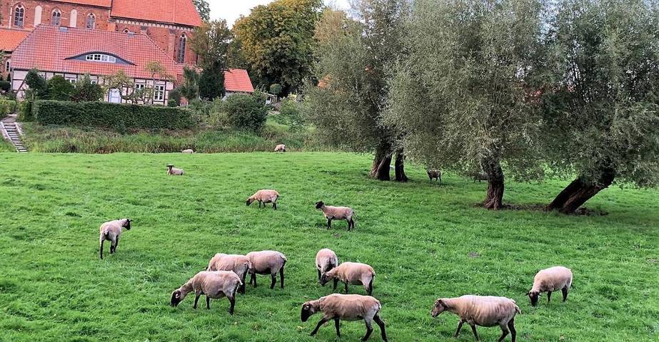 Ferienwohnung für 2 Personen, mit Terrasse und Garten sowie Sauna und Ausblick in Velgast - 3