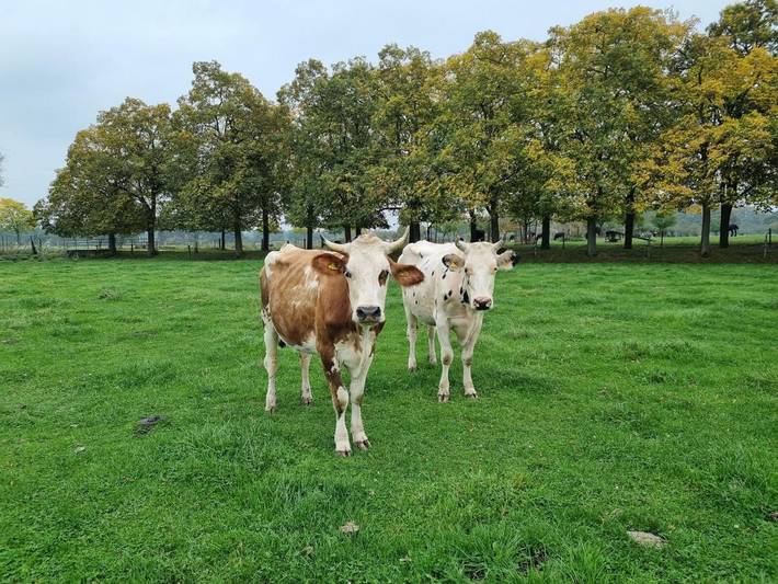 Ferienhaus für 9 Personen, mit Ausblick und Garten, mit Haustier in Kevelaer - 4